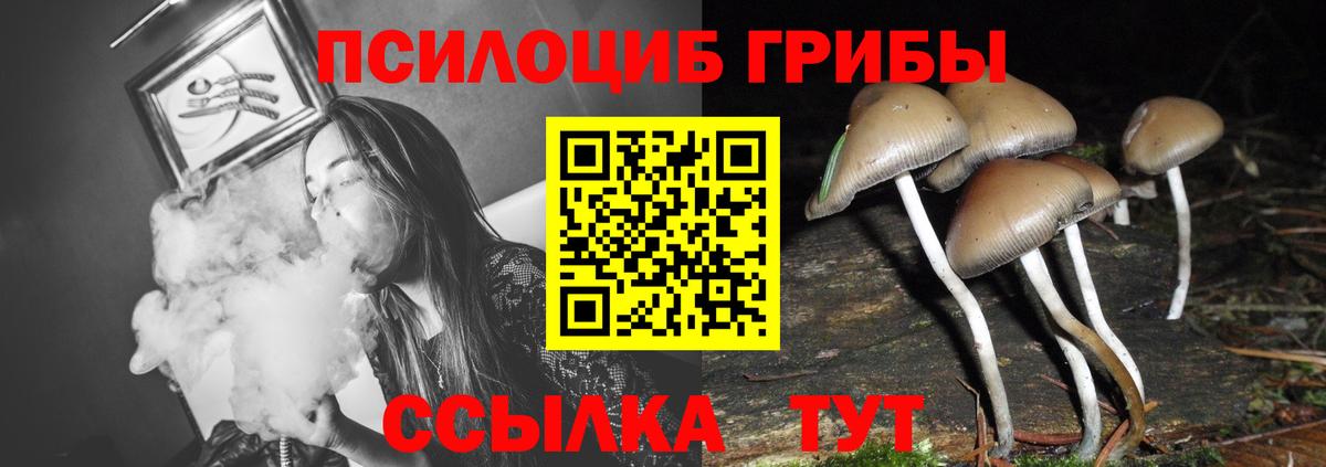 Псилоцибиновые грибы Psilocybe Заринск
